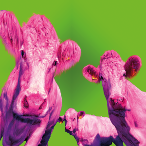 image de Photoshop - Festival de couleur
